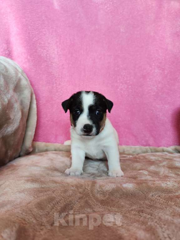 Собаки в Волгограде: Щенок Джек Рассел терьер  Мальчик, 20 000 руб. - фото 5