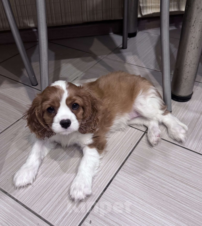 Собаки в Владимире: Щенки Кавалер Кинг Чарльз Спаниеля РКФ Мальчик, 75 000 руб. - фото 7