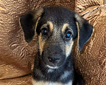 Собаки в Подольске: Щенок Бонечка  -  веселый и игривый. Мальчик, Бесплатно - фото 2