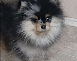 Собаки в Химках: Малыш померанец Мальчик, 35 000 руб. - фото 3