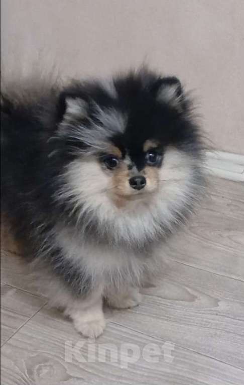 Собаки в Химках: Малыш померанец Мальчик, 35 000 руб. - фото 3