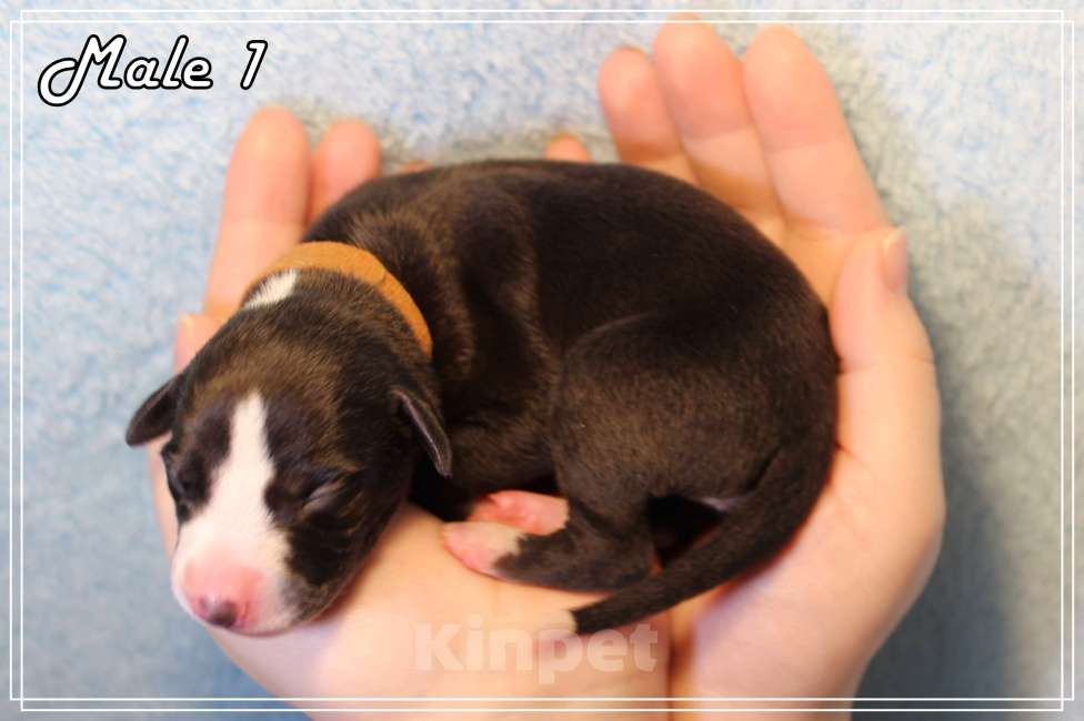 Собаки в Москве: Роскошный щенок уиппета. Мальчик, Бесплатно - фото 6