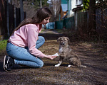 Собаки в Москве: Щеночек в добрые руки Девочка, Бесплатно - фото 6