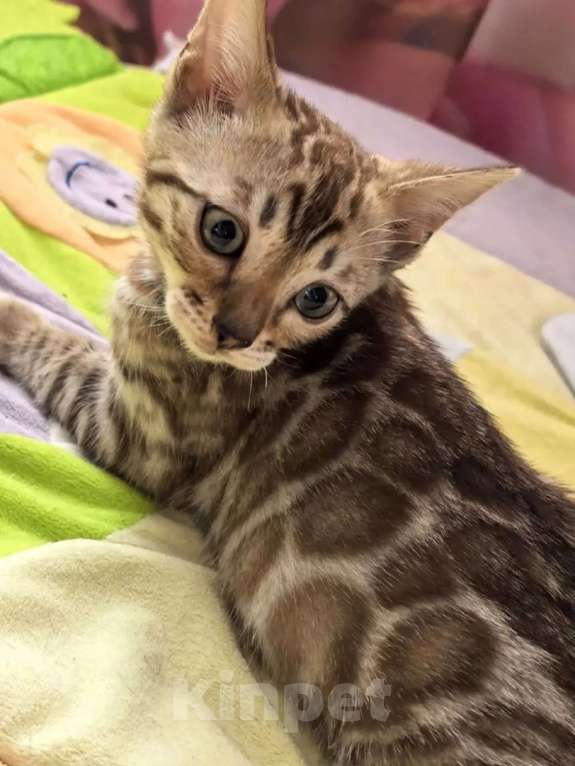 Кошки в Ельце: Снежные эксклюзивчики Мальчик, Бесплатно - фото 1