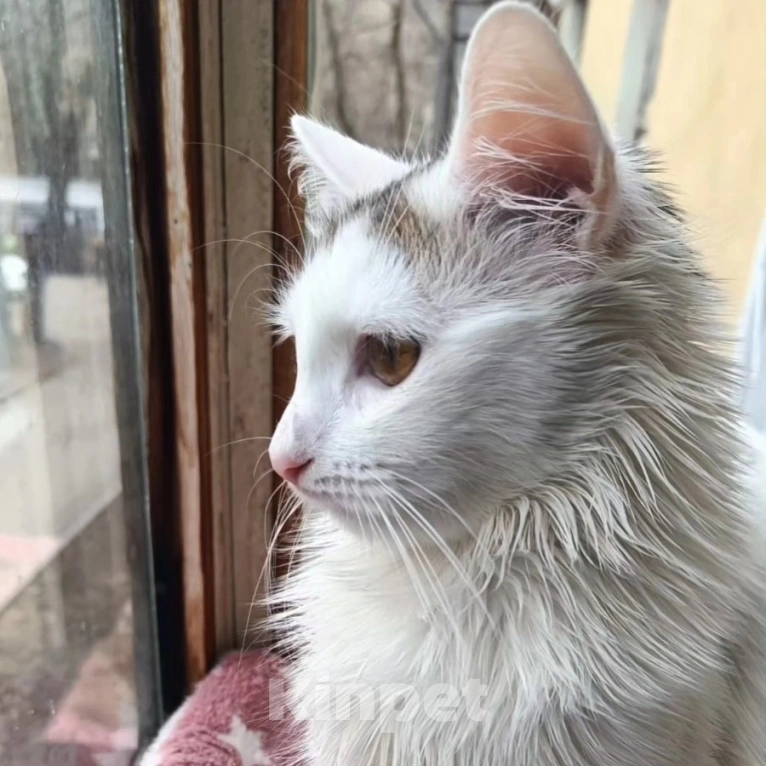 Кошки в Москве: Бяшу никто не замечает Мальчик, Бесплатно - фото 2