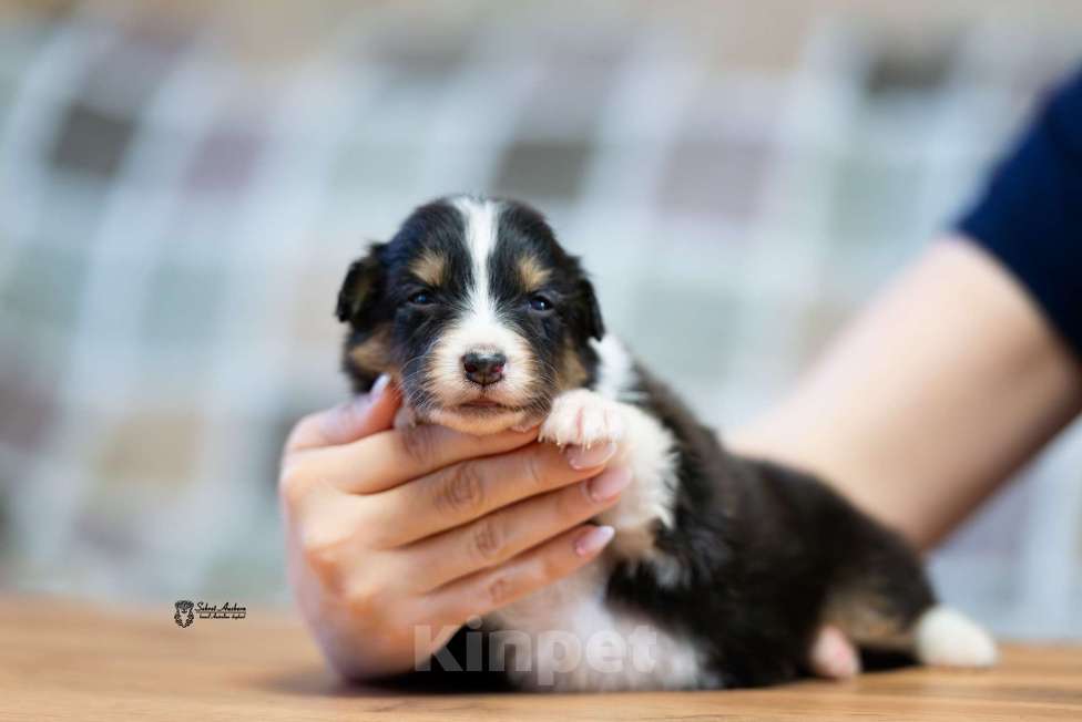 Собаки в Москве: Австралийская овчарка, аусси Мальчик, 50 000 руб. - фото 1