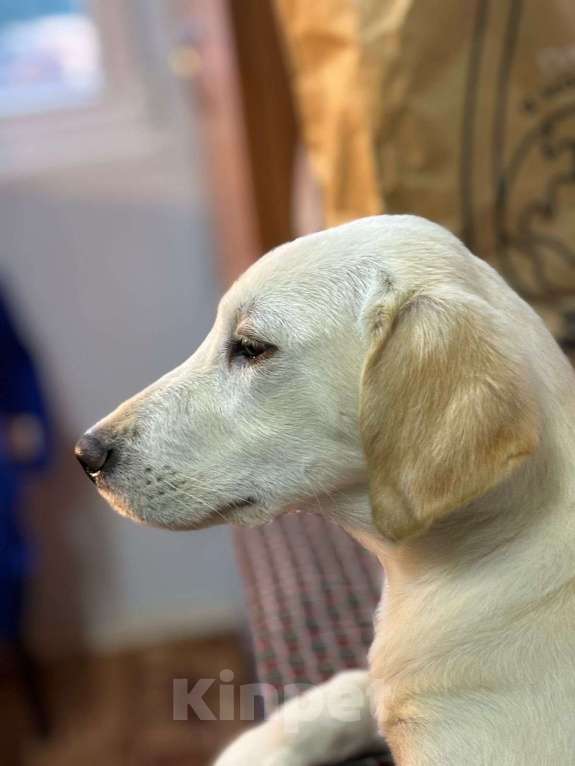 Собаки в Москве: Милейшая девочка хочет домой Девочка, Бесплатно - фото 7