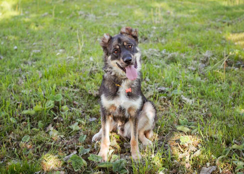 Собаки в Москве: Пёс, избежавший усыпления ищет дом! Мальчик, Бесплатно - фото 8