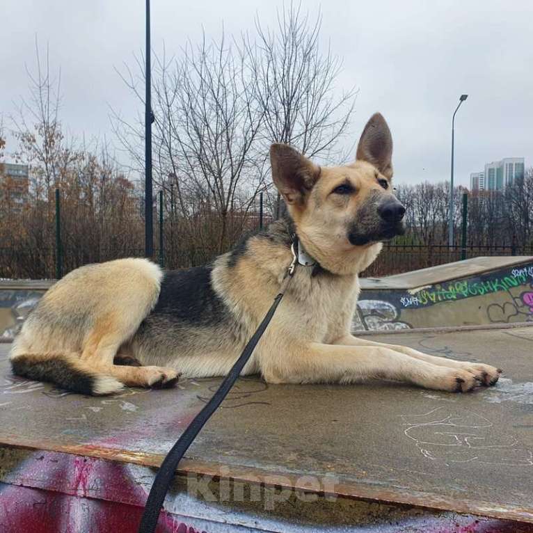 Собаки в Москве: Веста ищет дом! Девочка, Бесплатно - фото 9