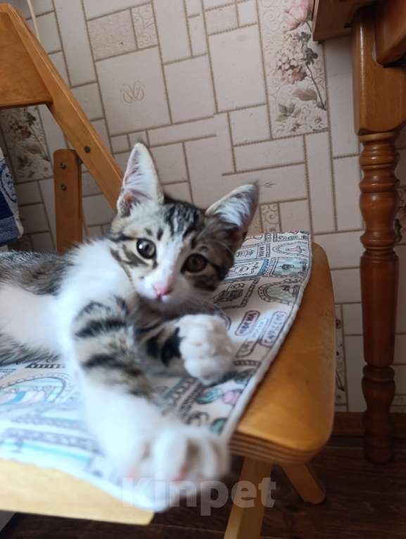 Кошки в Рассказово: Отдам даром в добрые ручки Девочка, Бесплатно - фото 1