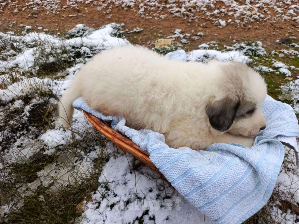 Собаки в Малоярославце: щенки пиренейской горной собаки_мальчик 3 Мальчик, 40 000 руб. - фото 4