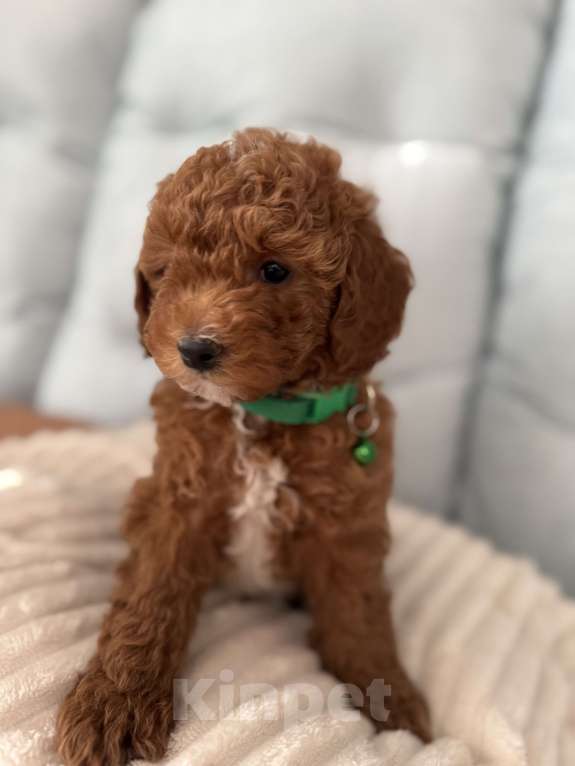 Собаки в Москве: Щенки той пуделя💚 Мальчик, 60 000 руб. - фото 4