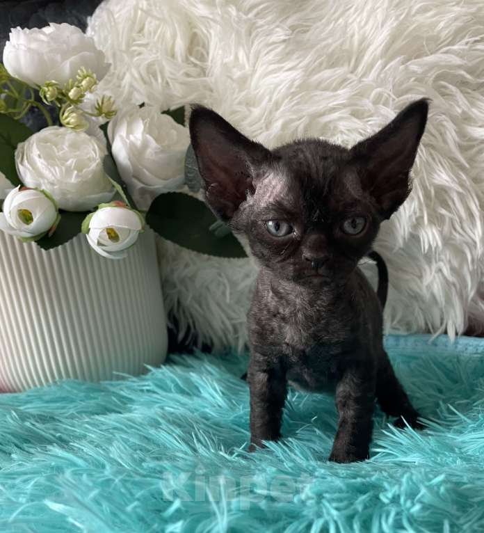 Кошки в Москве: Котенок Девон Рекс черная девочка Девочка, 75 000 руб. - фото 7
