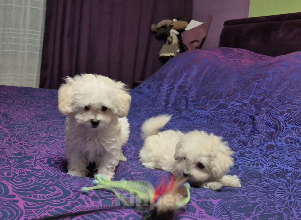 Собаки в Москве: Мальчик мальтипу пушон Мальчик, 110 000 руб. - фото 1