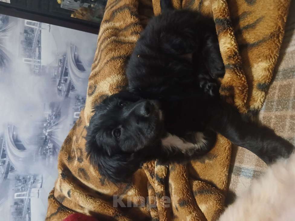 Собаки в Симферополе: Отдам щенка вдобрые руки Девочка, Бесплатно - фото 4