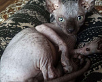 Кошки в Оленегорске: Сфинкс 2 месяца, 5 000 руб. - фото 2