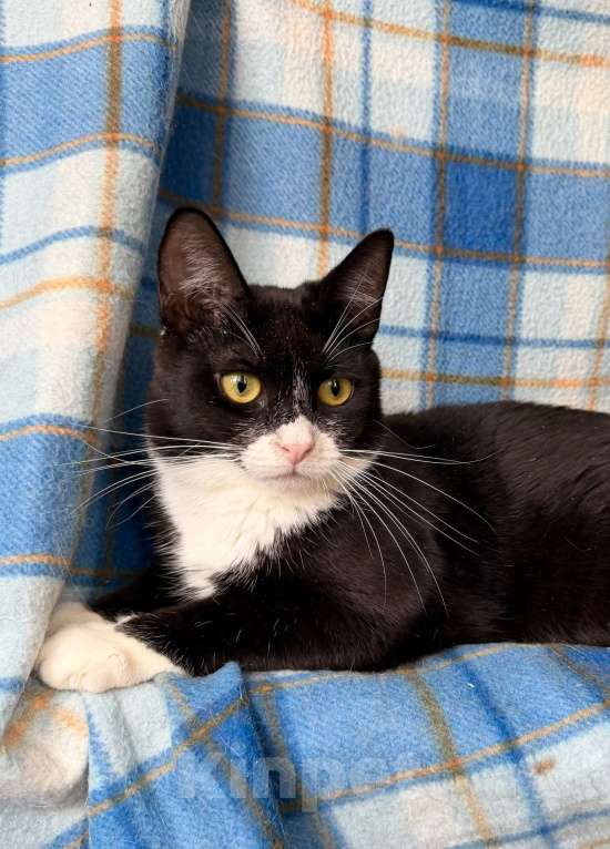 Кошки в Москве: Котенок Лола - идеальный по характеру ребенок в добрые руки Девочка, Бесплатно - фото 4