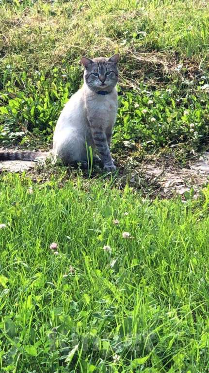 Кошки в Королеве: Ищу Кота  Мальчик, 5 000 руб. - фото 2