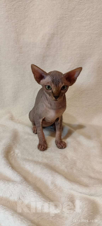 Кошки в Москве: Топовая девочка канадского сфинкса Девочка, 45 000 руб. - фото 3
