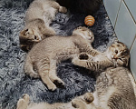 Кошки в Москве: Продаются котята! Девочка, 18 000 руб. - фото 3