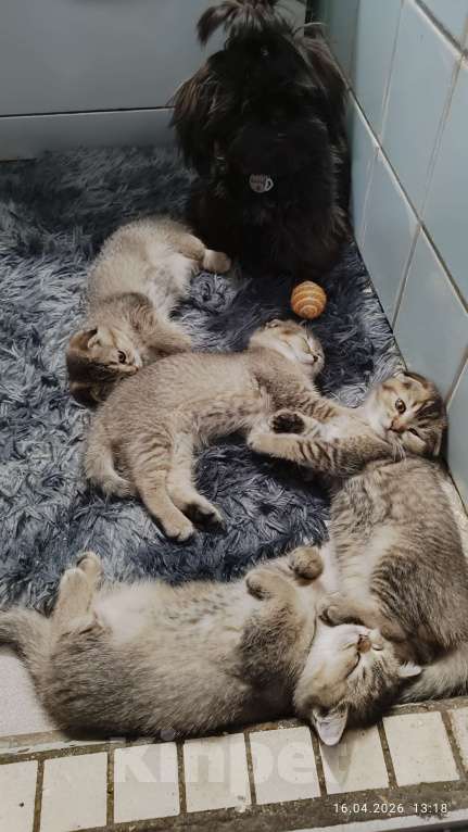 Кошки в Москве: Продаются котята! Девочка, 18 000 руб. - фото 3