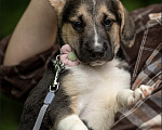 Собаки в Москве: 🐶 Стеша ищет свою семью! 🐶 Девочка, Бесплатно - фото 6