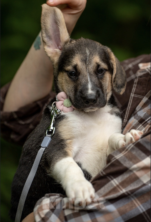 Собаки в Москве: 🐶 Стеша ищет свою семью! 🐶 Девочка, Бесплатно - фото 6