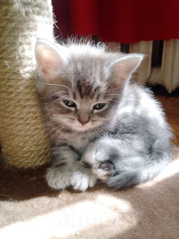 Кошки в других городах Московской области: Котенок  Мальчик, 7 000 руб. - фото 2