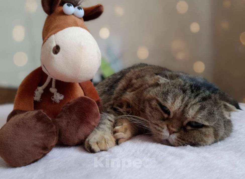 Кошки в Москве: Мия, 4.5 года, метис шотландской вислоухой Девочка, Бесплатно - фото 2