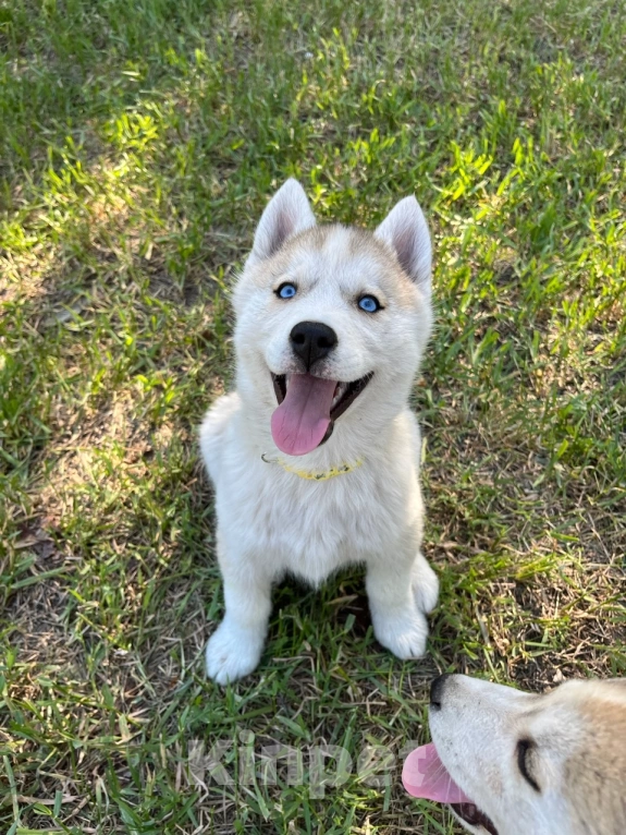 Собаки в других городах Ростовской области: Хаски отличные щенки  Мальчик, 25 000 руб. - фото 5