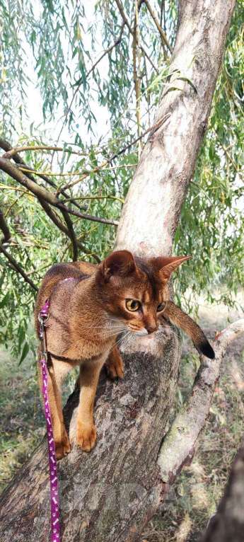 Кошки в Брянске: Абиссинская кошка Девочка, 20 000 руб. - фото 2