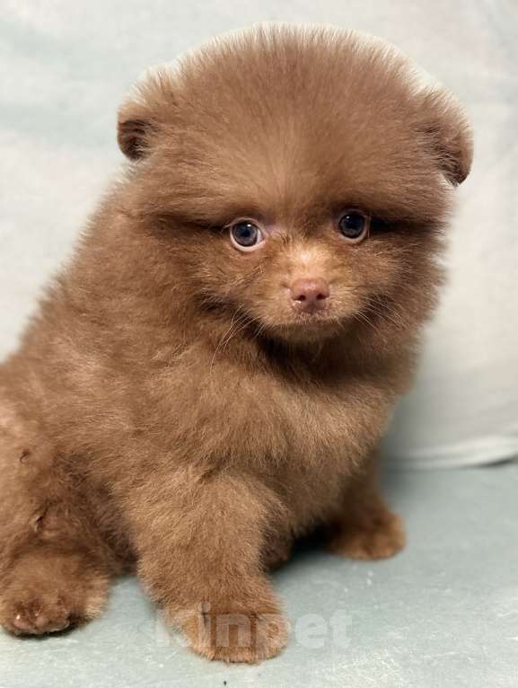 Собаки в Петрозаводске: Щенки шпица Разнополые, 30 000 руб. - фото 6