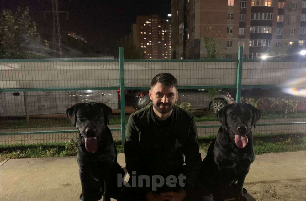Собаки в Краснодаре: Потерялись Лабрадоры Мальчик, Бесплатно - фото 1
