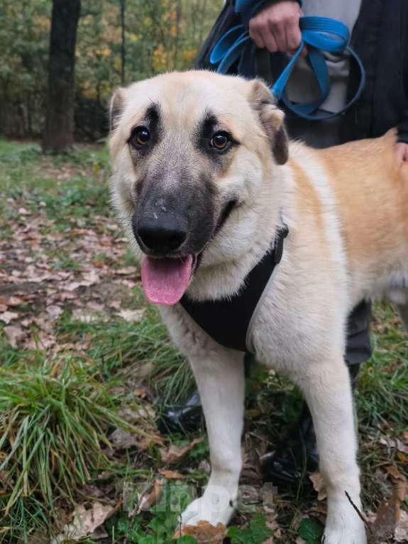 Собаки в Москве: Щенок в добрые руки Мальчик, Бесплатно - фото 9