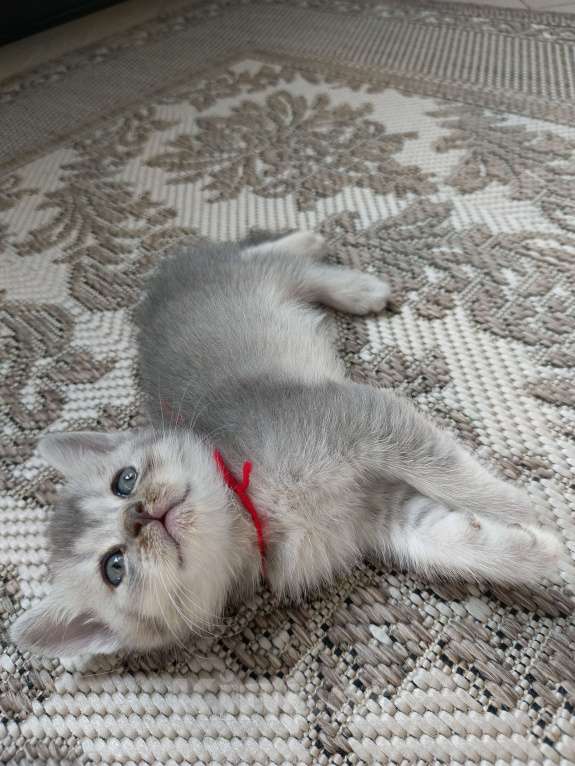 Кошки в других городах Московской области: Шотландский котенок девочка Девочка, 13 000 руб. - фото 7