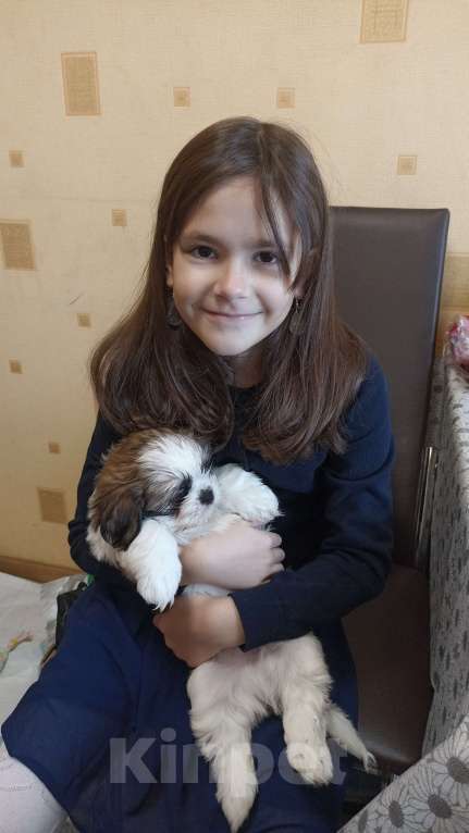 Собаки в Санкт-Петербурге: Мальчик ши-тцу бело-золотой Мальчик, 40 000 руб. - фото 8