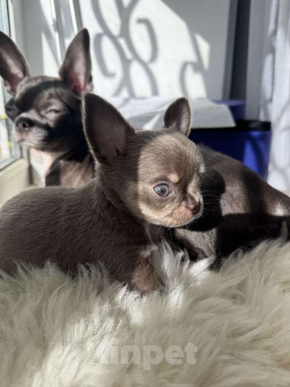 Собаки в Самаре: Мия Девочка, 40 000 руб. - фото 9