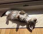Кошки в Москве: Котенок ищет дом Мальчик, Бесплатно - фото 2