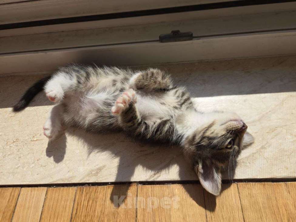 Кошки в Москве: Котенок ищет дом Мальчик, Бесплатно - фото 2