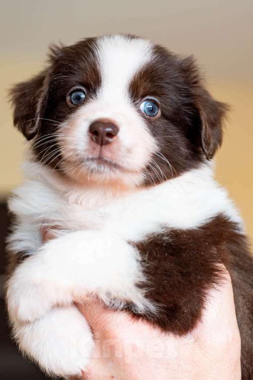 Собаки в Красноярске: Щенки миниаусси Разнополые, 100 руб. - фото 2