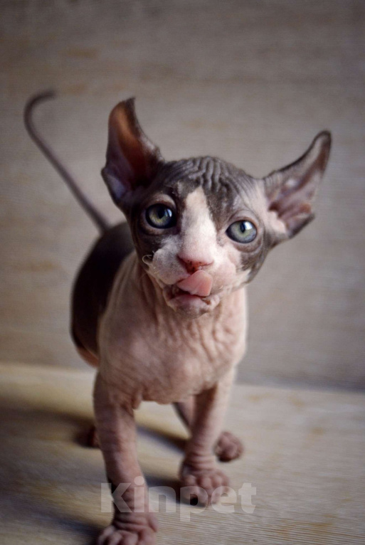 Кошки в Краснодаре: Котёнок Сфинкс Эльф девочка Девочка, Бесплатно - фото 3