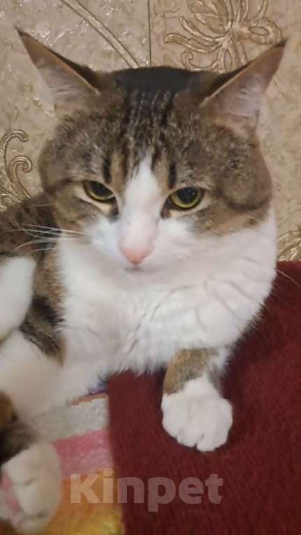 Кошки в Самаре: Пропал кот Мальчик, 5 000 руб. - фото 3