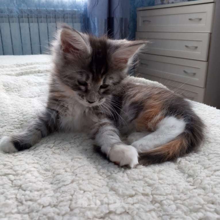 Кошки в Раменском: Кошечка-красавица Девочка, 20 000 руб. - фото 1