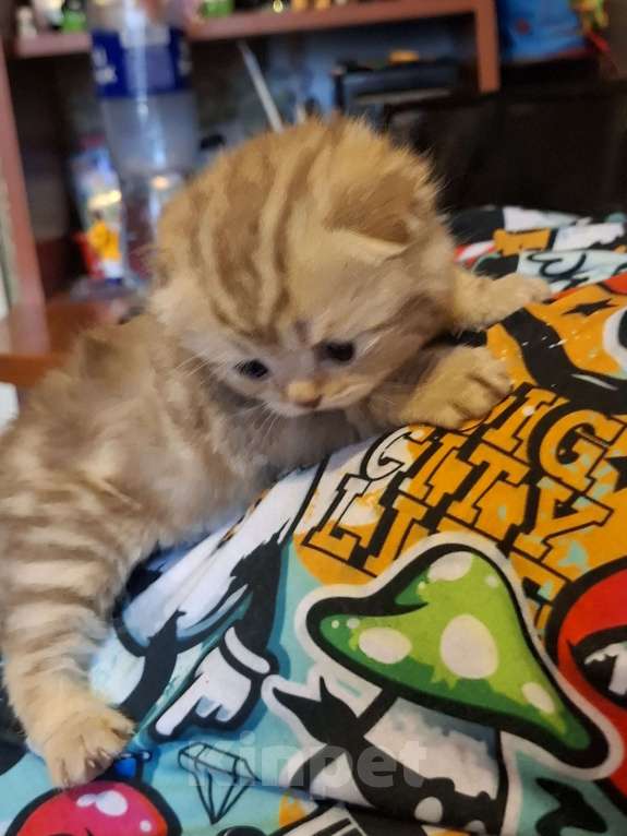 Кошки в Москве: Шотландские вислоухие котята Разнополые, 15 000 руб. - фото 3