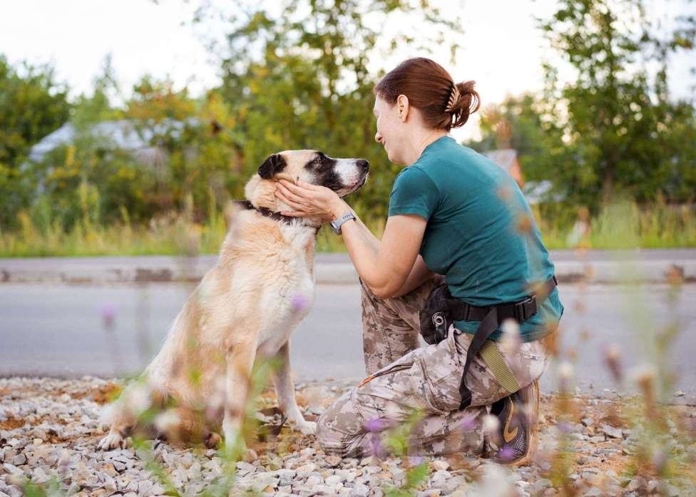 Собаки в Москве: Красивая молодая собака в добрые руки! Девочка, Бесплатно - фото 8