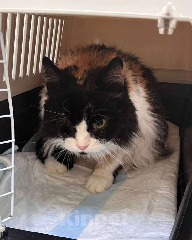 Кошки в Москве: Взрослая и одноглазая — ну кому такая нужна? Девочка, Бесплатно - фото 2