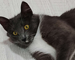 Кошки в Уфе: Малыш  Мальчик, 500 руб. - фото 4