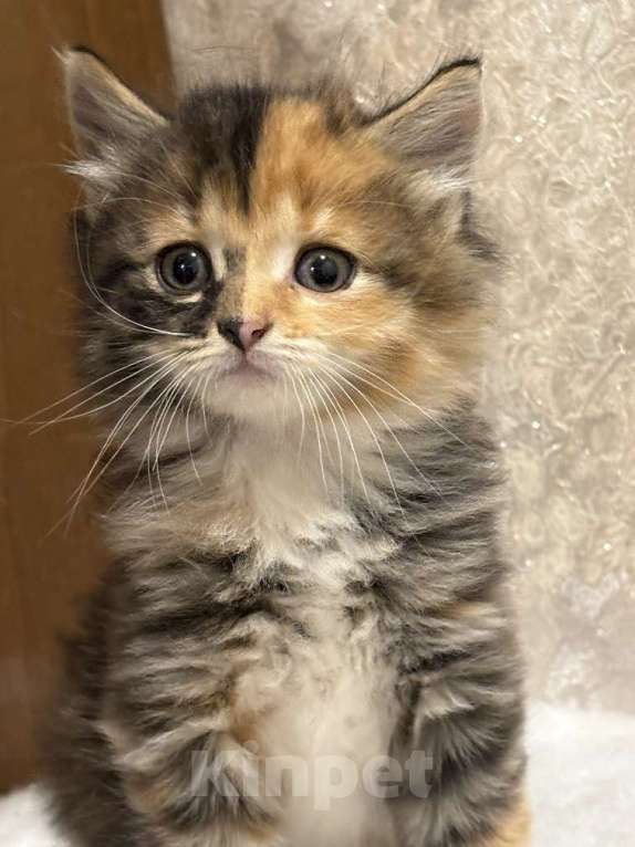 Кошки в Москве: Шикарные котята девочки в добрые руки Девочка, Бесплатно - фото 2