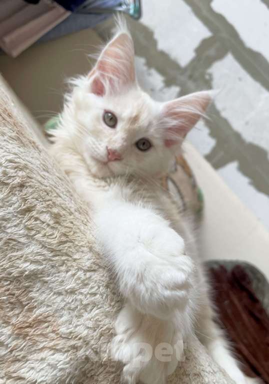 Кошки в Иркутске: Котята породы мейн-кун Девочка, 35 000 руб. - фото 1