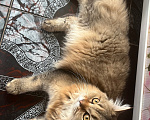 Кошки в Екатеринбурге: Котик Карл Мальчик, Бесплатно - фото 6